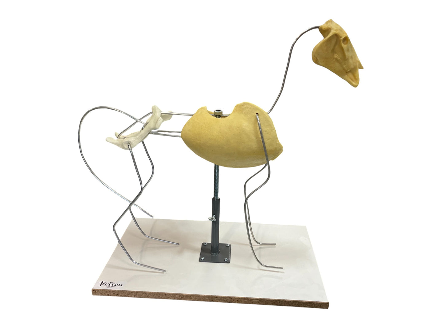 Horse Armature (System)- TruForm