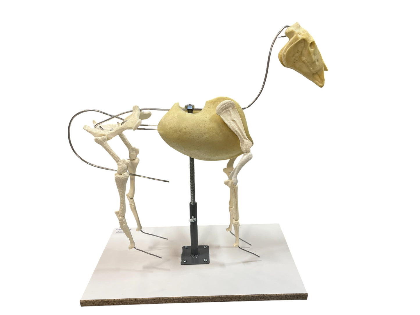 Horse Armature (System)- TruForm